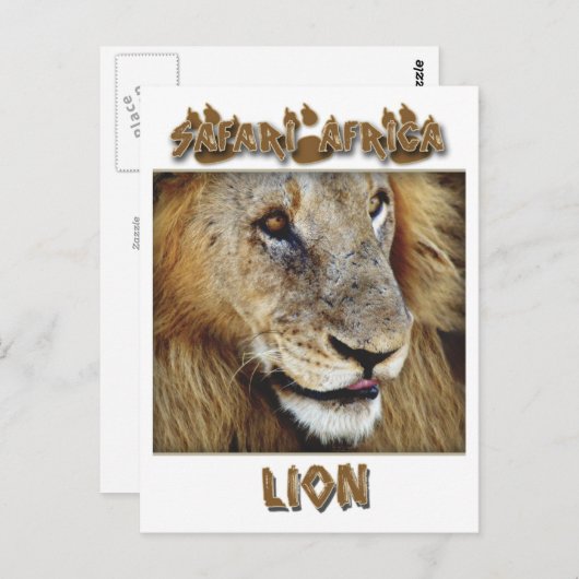 ライオンの男性 – 野生動物のサファリポストカード ポストカード (正面/裏面)