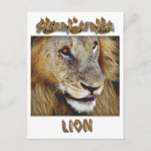ライオンの男性 – 野生動物のサファリポストカード ポストカード (正面)