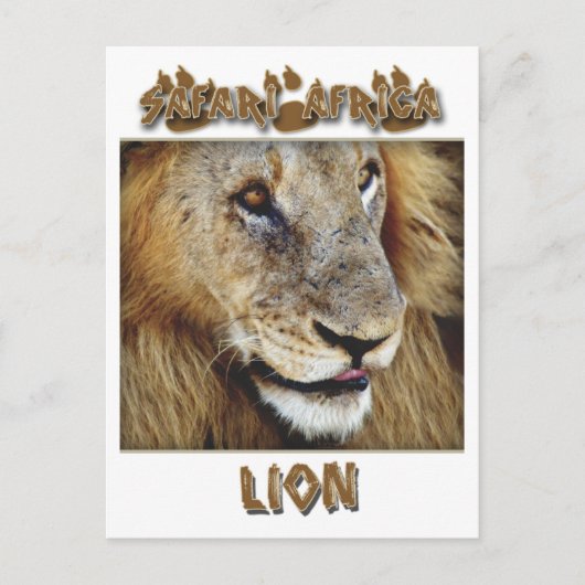 ライオンの男性 – 野生動物のサファリポストカード ポストカード (正面)