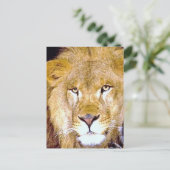 ライオンの目 ポストカード (スタンド正面)