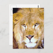 ライオンの目 ポストカード (正面/裏面)