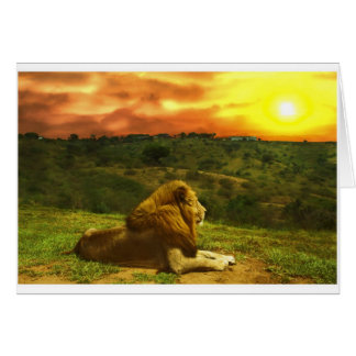 ライオンの眺め