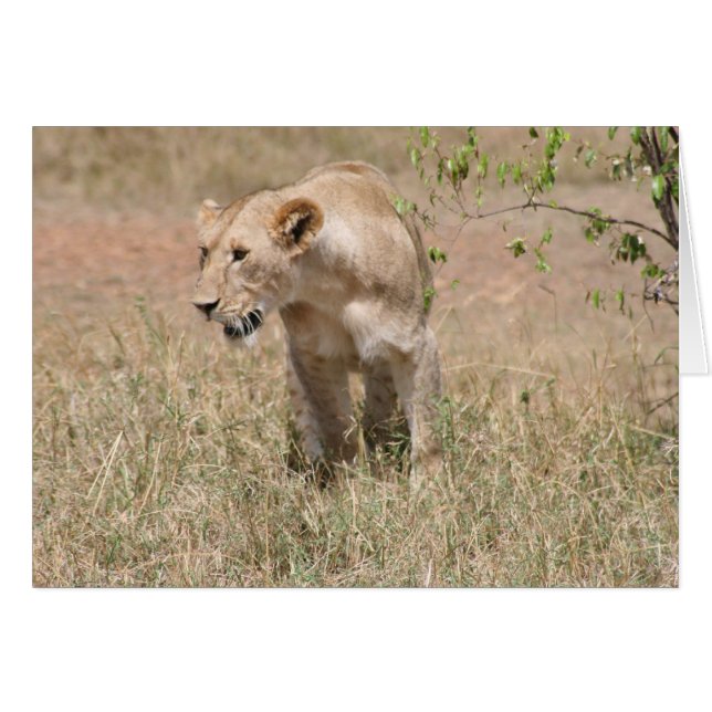 ライオンの群れ (正面横)