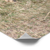 ライオンの群れ ポスター (角)