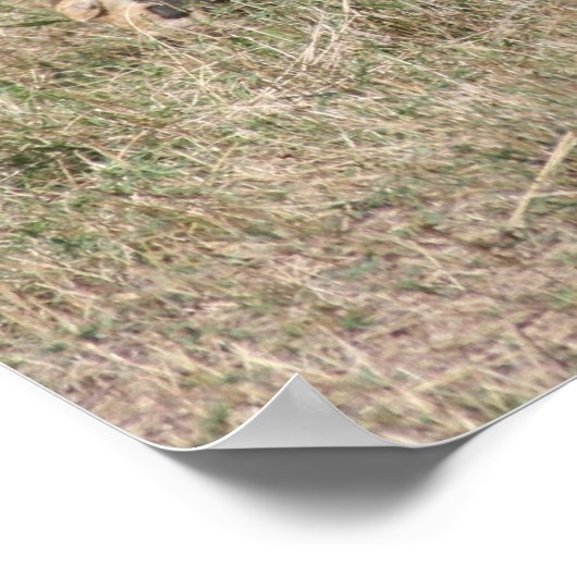 ライオンの群れ ポスター (角)