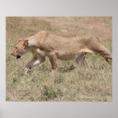 ライオンの群れ ポスター (正面)