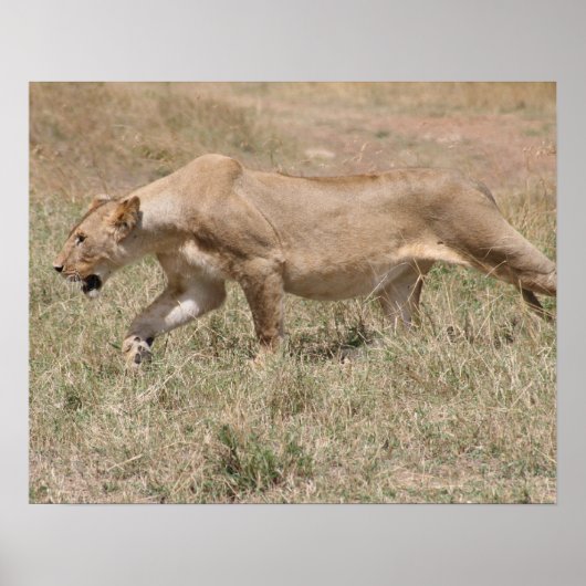 ライオンの群れ ポスター (正面)