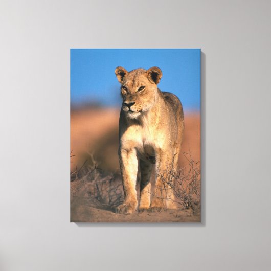 ライオンの肖像画 (Panthera leo) キャンバスプリント (正面)