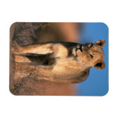 ライオンの肖像画 (Panthera leo) マグネット (横)