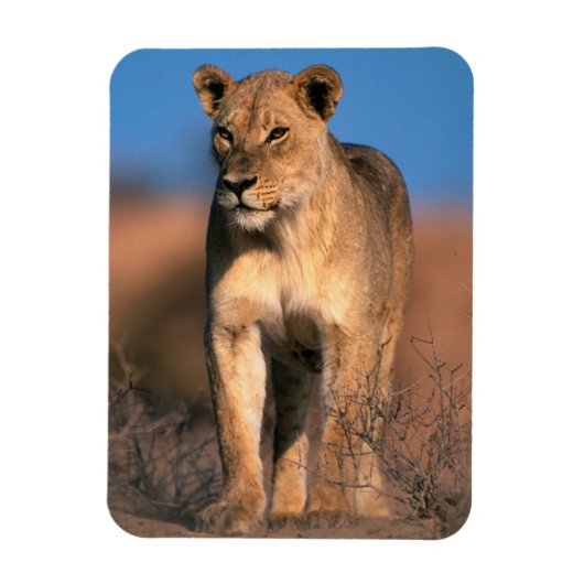 ライオンの肖像画 (Panthera leo) マグネット (縦)