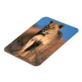 ライオンの肖像画 (Panthera leo) マグネット (左側)