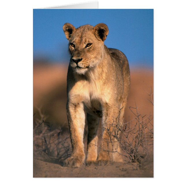 ライオンの肖像 (Panthera Leo) (正面)