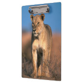 ライオンの肖像 (Panthera Leo) クリップボード (左)