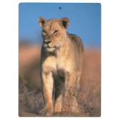 ライオンの肖像 (Panthera Leo) クリップボード (裏面)