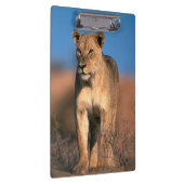 ライオンの肖像 (Panthera Leo) クリップボード (右)