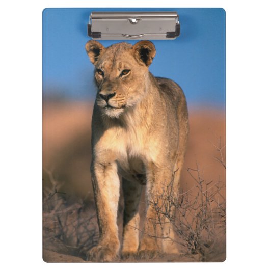 ライオンの肖像 (Panthera Leo) クリップボード (正面)