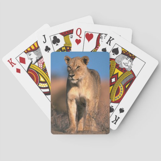 ライオンの肖像 (Panthera Leo) トランプ (裏面)