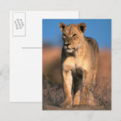 ライオンの肖像 (Panthera Leo) ポストカード (正面/裏面)