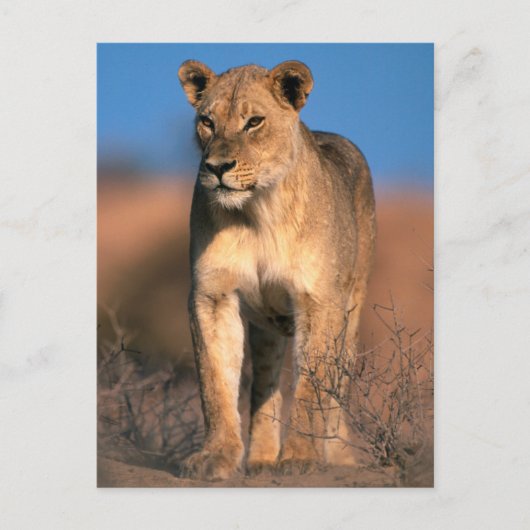 ライオンの肖像 (Panthera Leo) ポストカード (正面)