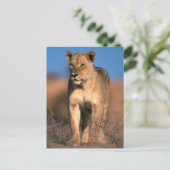ライオンの肖像 (Panthera Leo) ポストカード (スタンド正面)