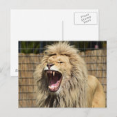 ライオンの轟音 ポストカード (正面/裏面)