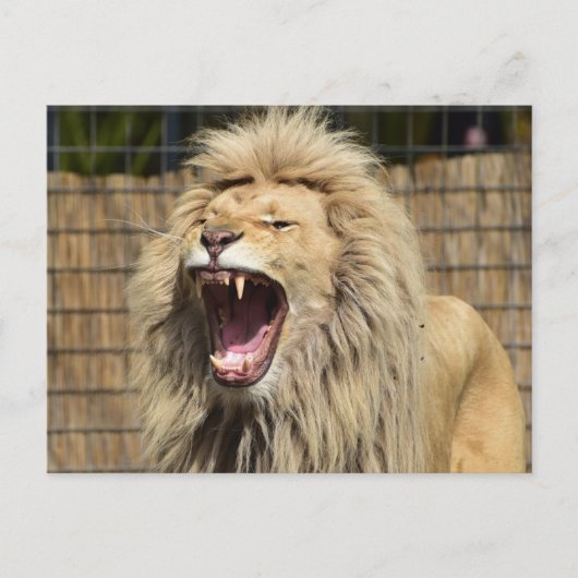 ライオンの轟音 ポストカード (正面)