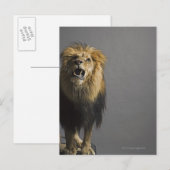 ライオンの轟音 ポストカード (正面/裏面)
