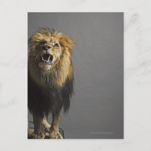 ライオンの轟音 ポストカード (正面)