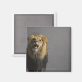 ライオンの轟音 マグネット (正面/裏面)