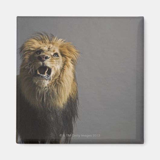 ライオンの轟音 マグネット (正面)