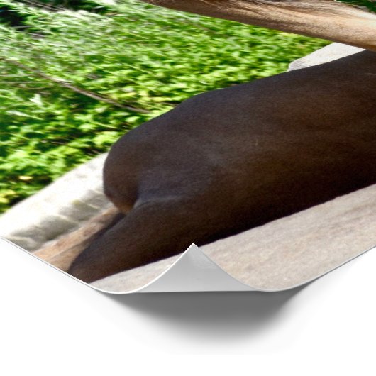 ライオンの農場 ポスター (角)