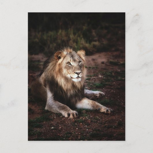 ライオンの野外の写真接写 ポストカード (正面)