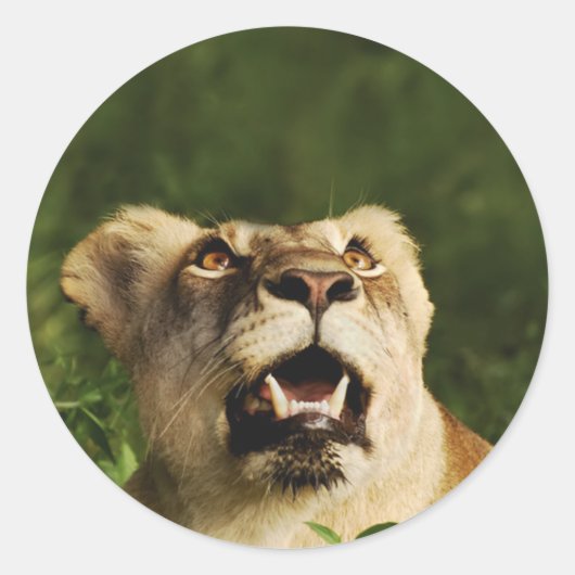 ライオンの野生動物サファリのシール ラウンドシール (正面)