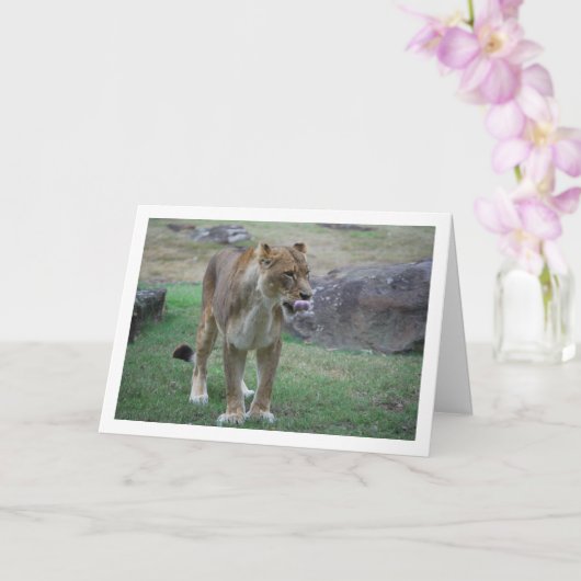 ライオンの雌が唇をなめる カード (蘭)