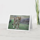 ライオンの雌が唇をなめる カード (正面)