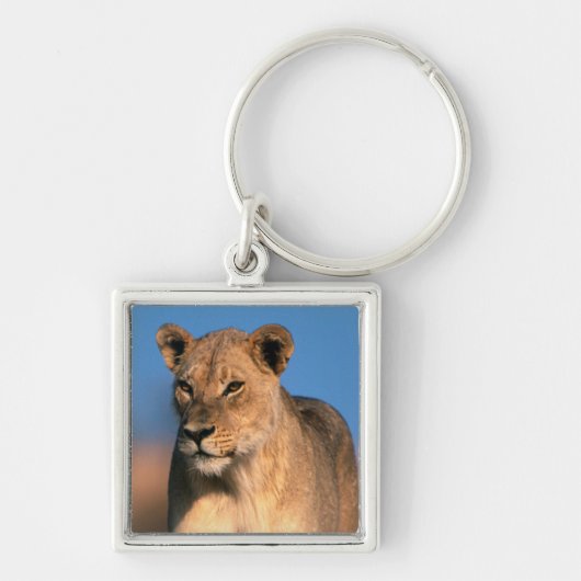 ライオンの雌 (Panthera leo) キーホルダー (正面)
