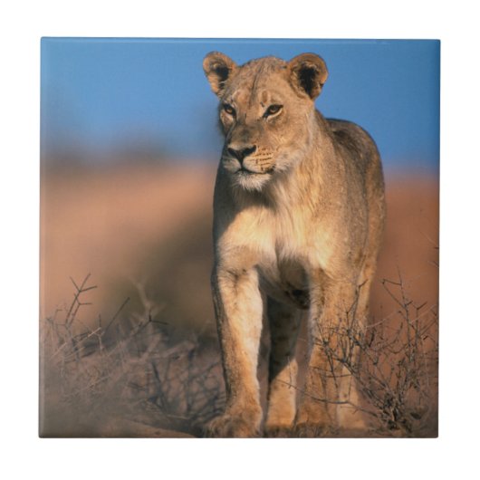 ライオンの雌 (Panthera leo) タイル (正面)