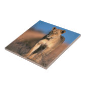 ライオンの雌 (Panthera leo) タイル (側面)