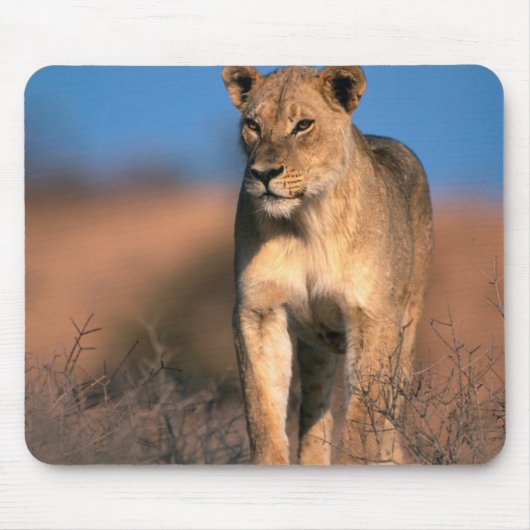 ライオンの雌 (Panthera Leo) マウスパッド (正面)