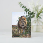 ライオンの顔歩くオン草 ポストカード (スタンド正面)