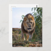 ライオンの顔歩くオン草 ポストカード (正面/裏面)