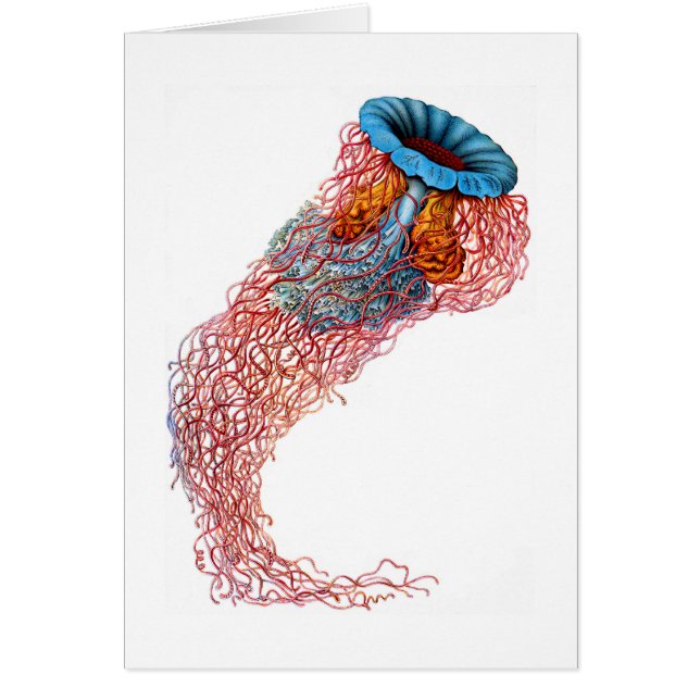 ライオンの鬣のくらげ (正面)