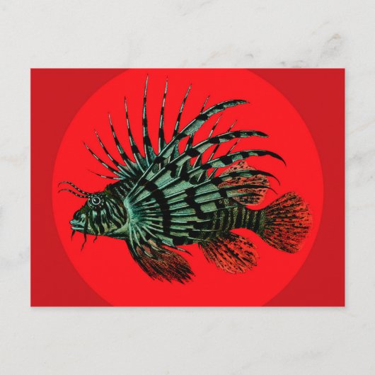 ライオンの魚はがき ポストカード (正面)
