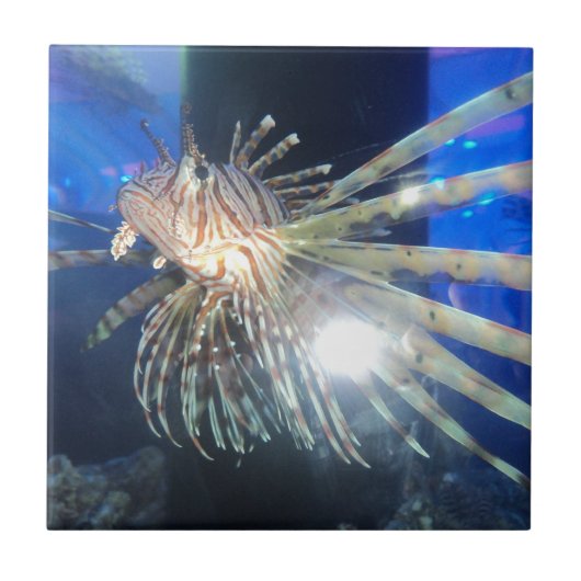 ライオンの魚 タイル (正面)