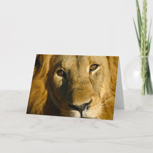 ライオンのShakaの目 カード (正面)