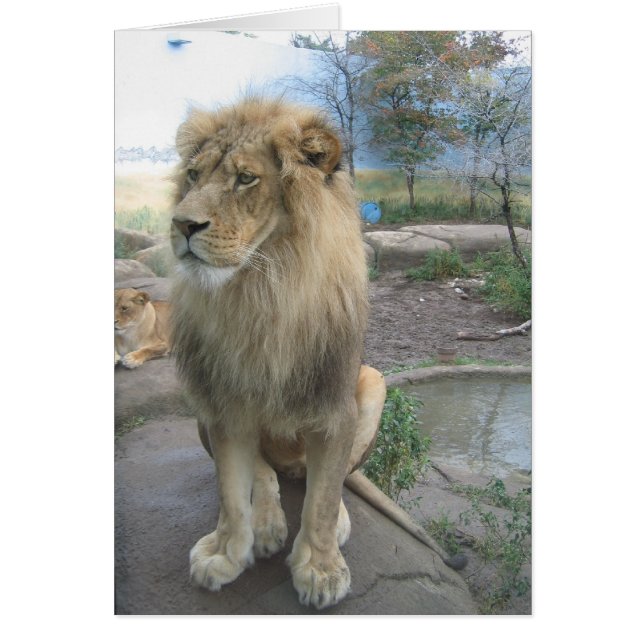 ライオンは昼食を捜します (正面)