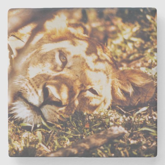 ライオンは目を覚ますあなたを野生の生活コースター ストーンコースター (正面)