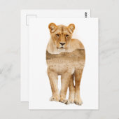 ライオンアフリカダブル露出はがき ポストカード (正面/裏面)