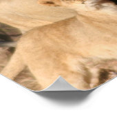 ライオンアンドライオンクブプリント ポスター (角)