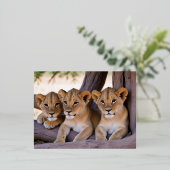 ライオンカブ動物自然野生動物気にの愛情 箔シーズンポストカード (立ち正面)